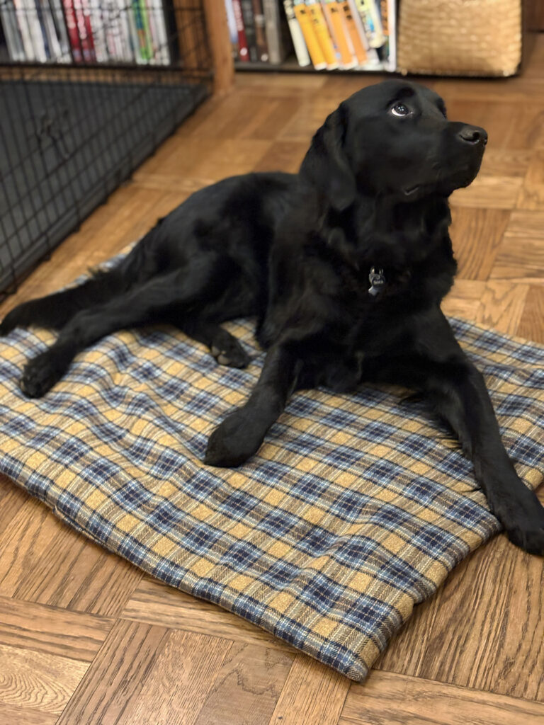 ¥3,808 生地（SWANY）