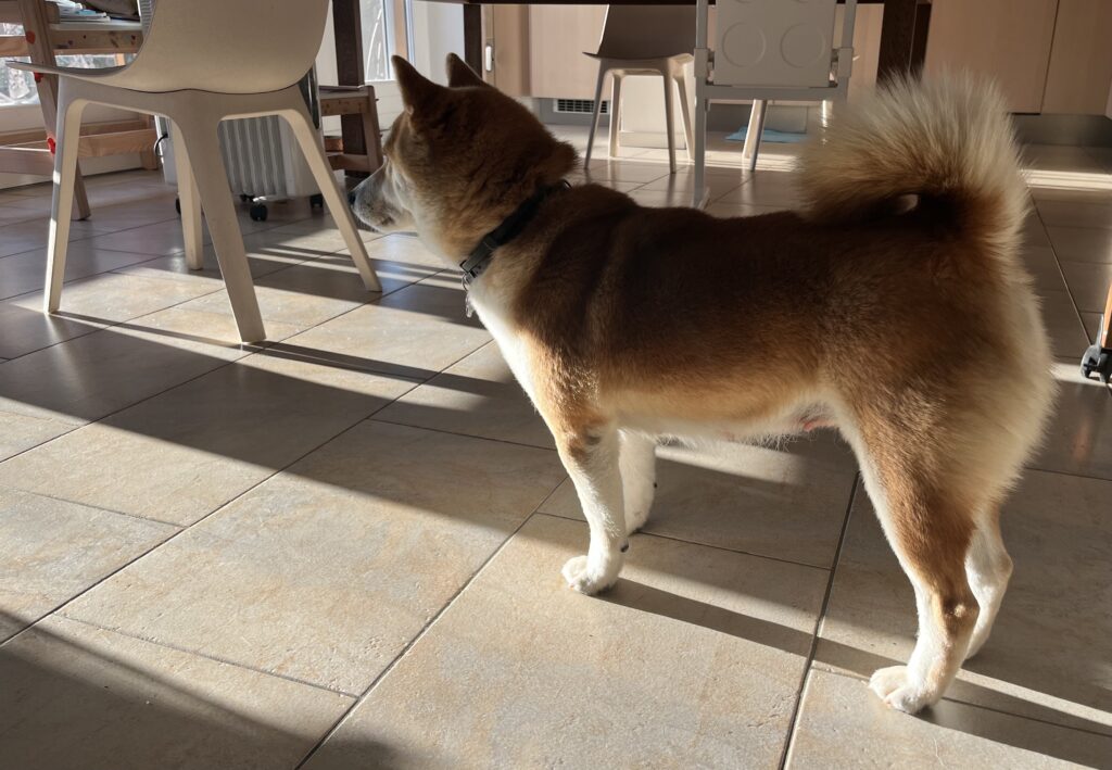 rose balsam is called “touch-me-not”