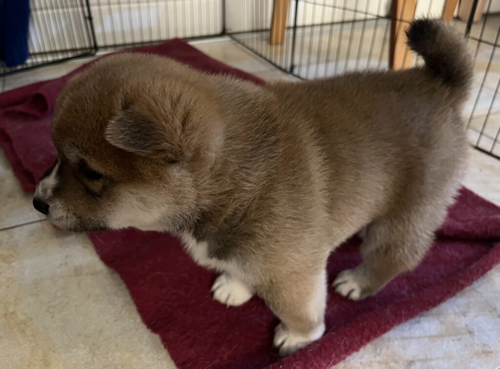 puppies bustling around