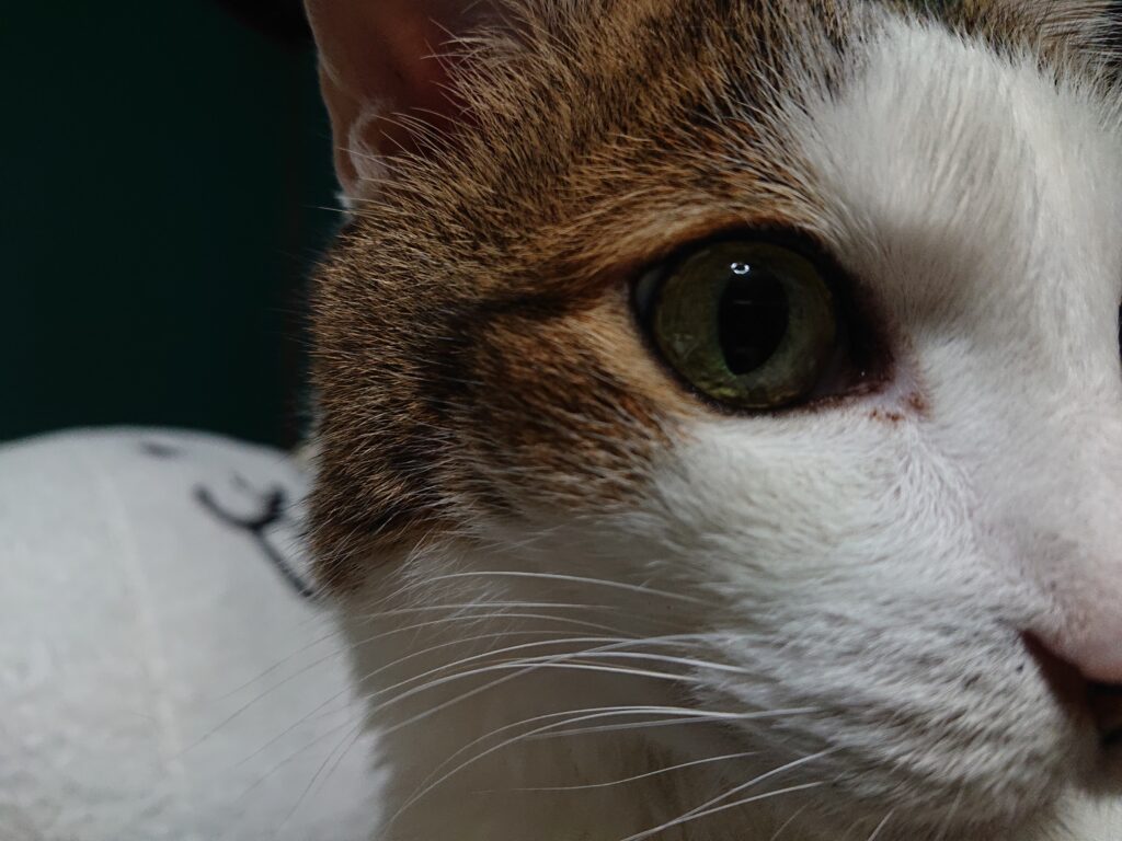 美味しいものが食べたいと思いながら、ダラダラ過ごす日曜日