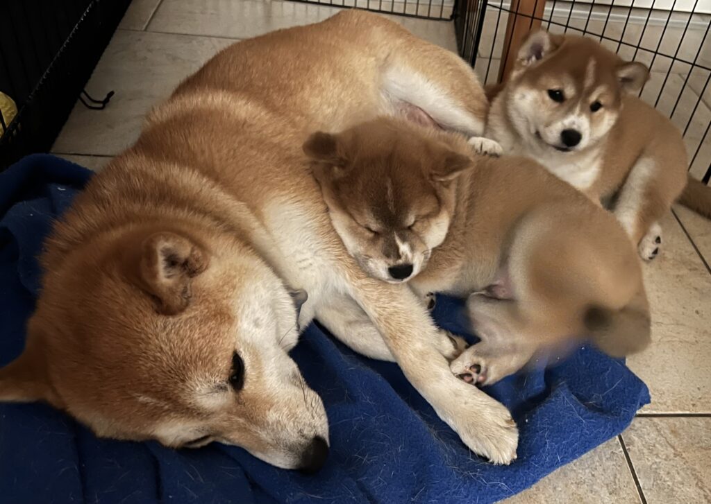 communicate, convey, share..