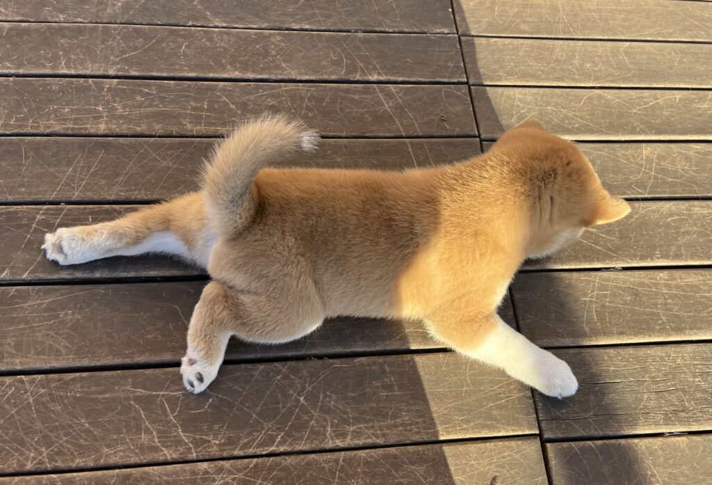 like prison breakers