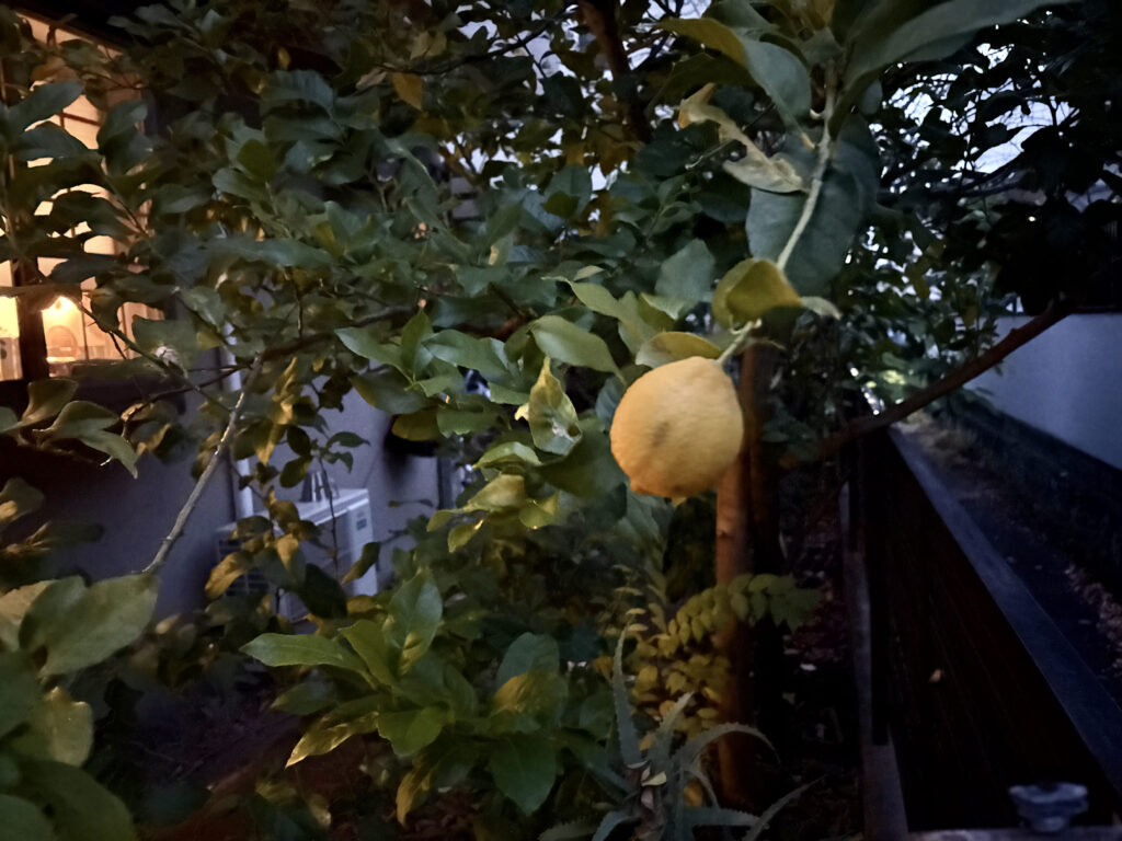 ¥0 レモンクッキー