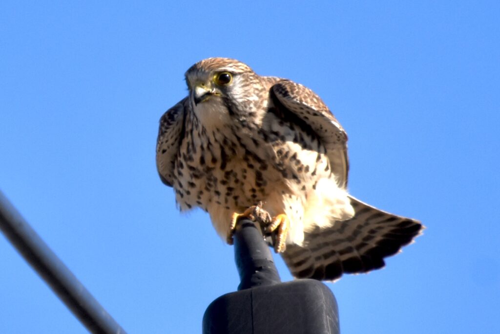 鳥を追って気ままに　day2