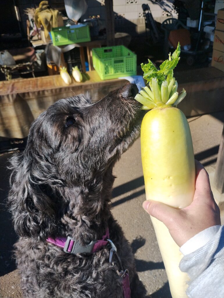 今日のクーラ·３