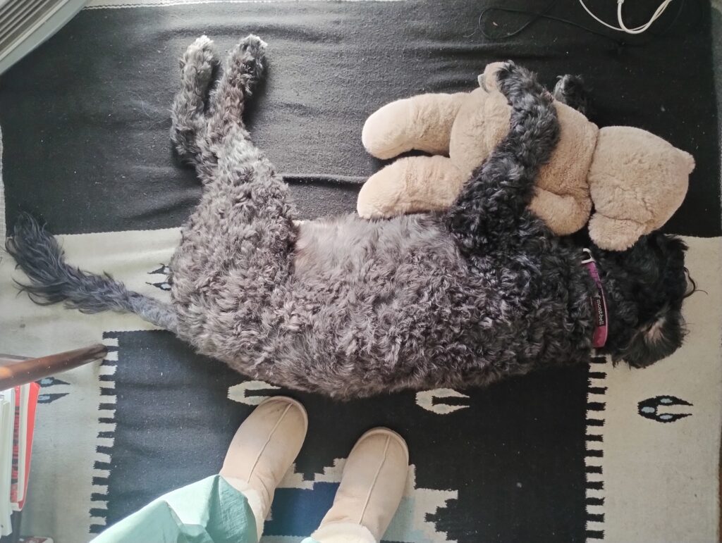 今日のクーラ·4