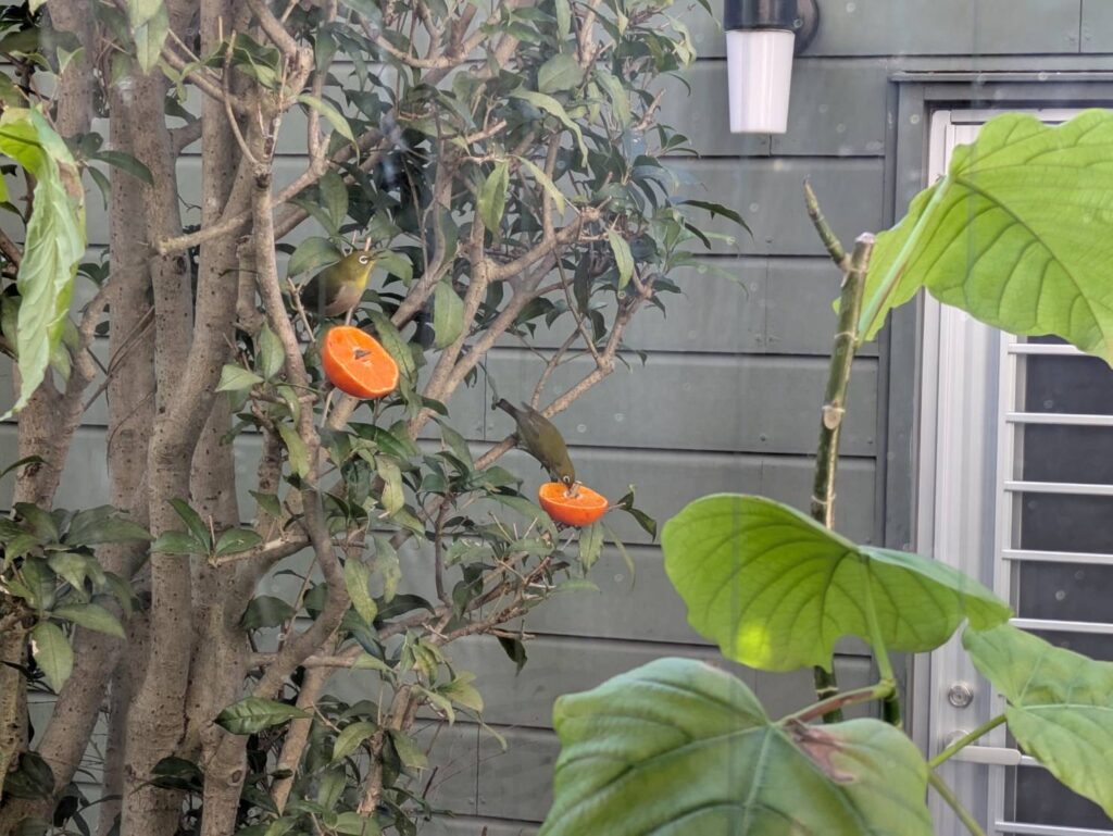 みかんお好きですか？