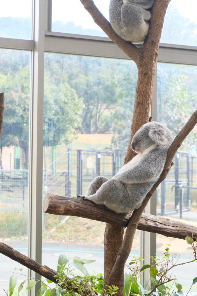 あらあらコアラ