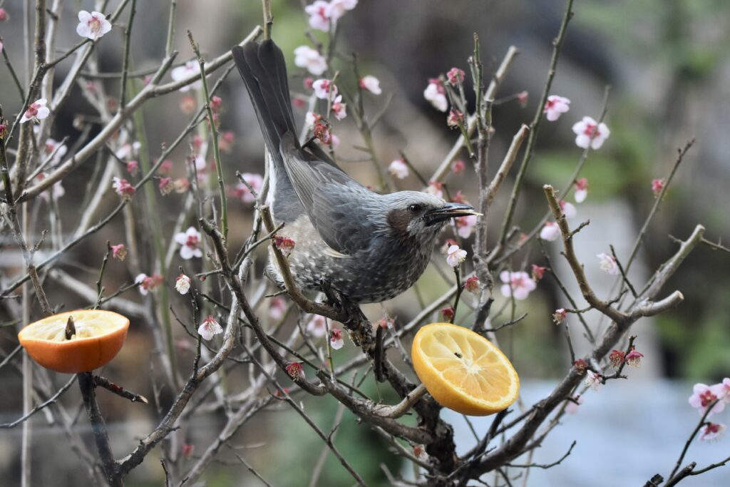 意識してサボりたい