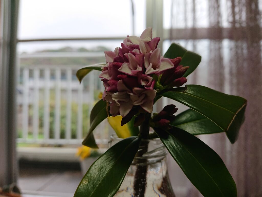 『こころ』の心と甘すぎる沈丁花