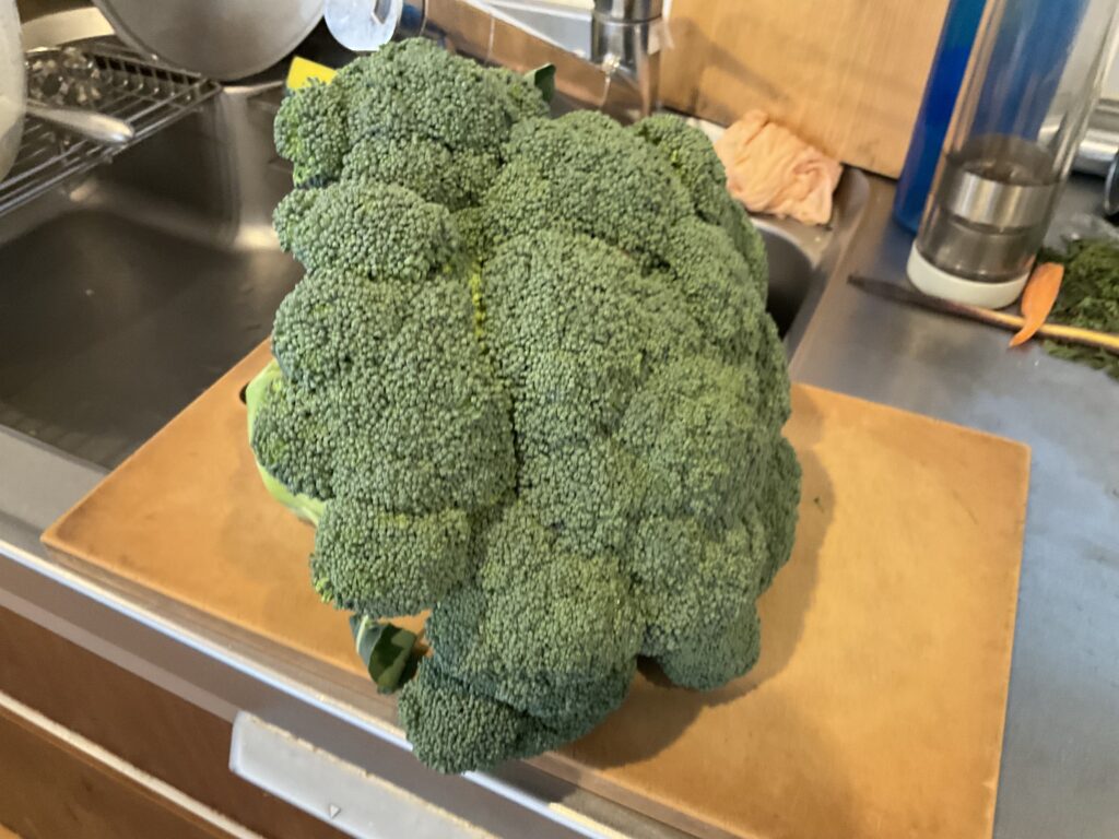 巨大ブロッコリー
