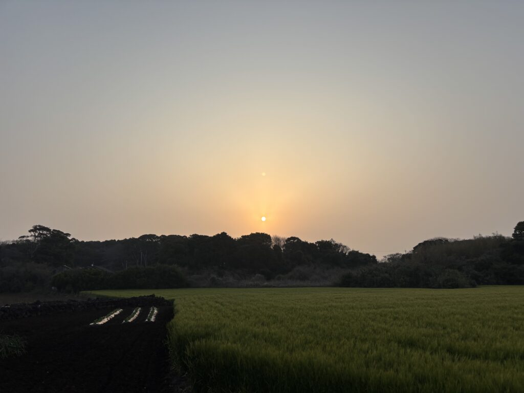朝日におはよう