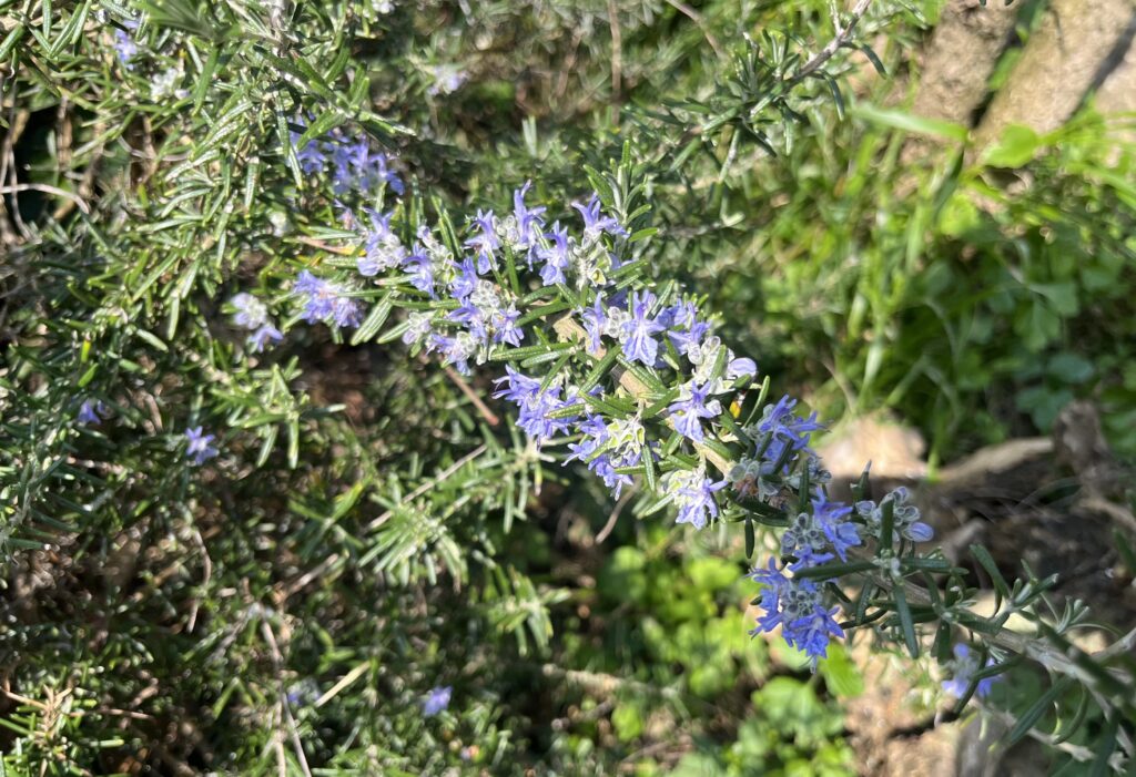 full of flourishing rosemary