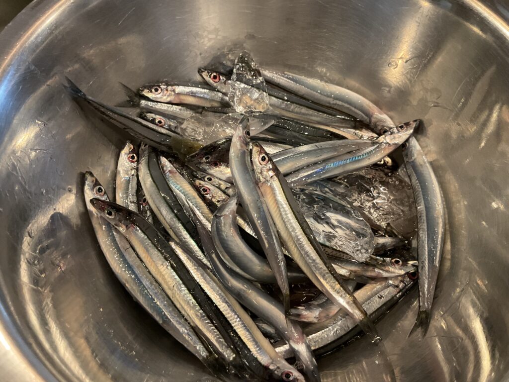 カラス・魚・CPAP