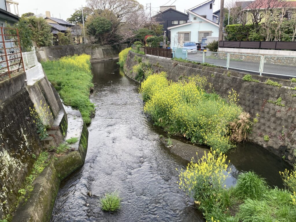 コイの産卵、渋谷西武閉店