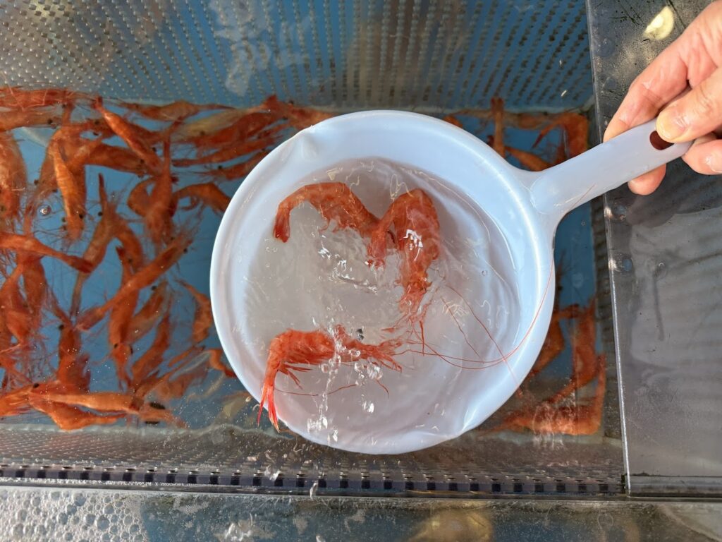 甘えびのおどり食い