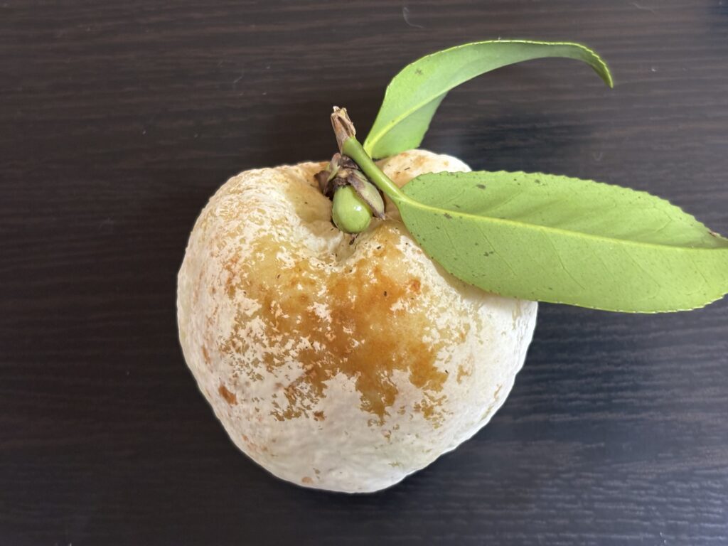 山のぼたもちと、夕飯の煮物の巾着もち