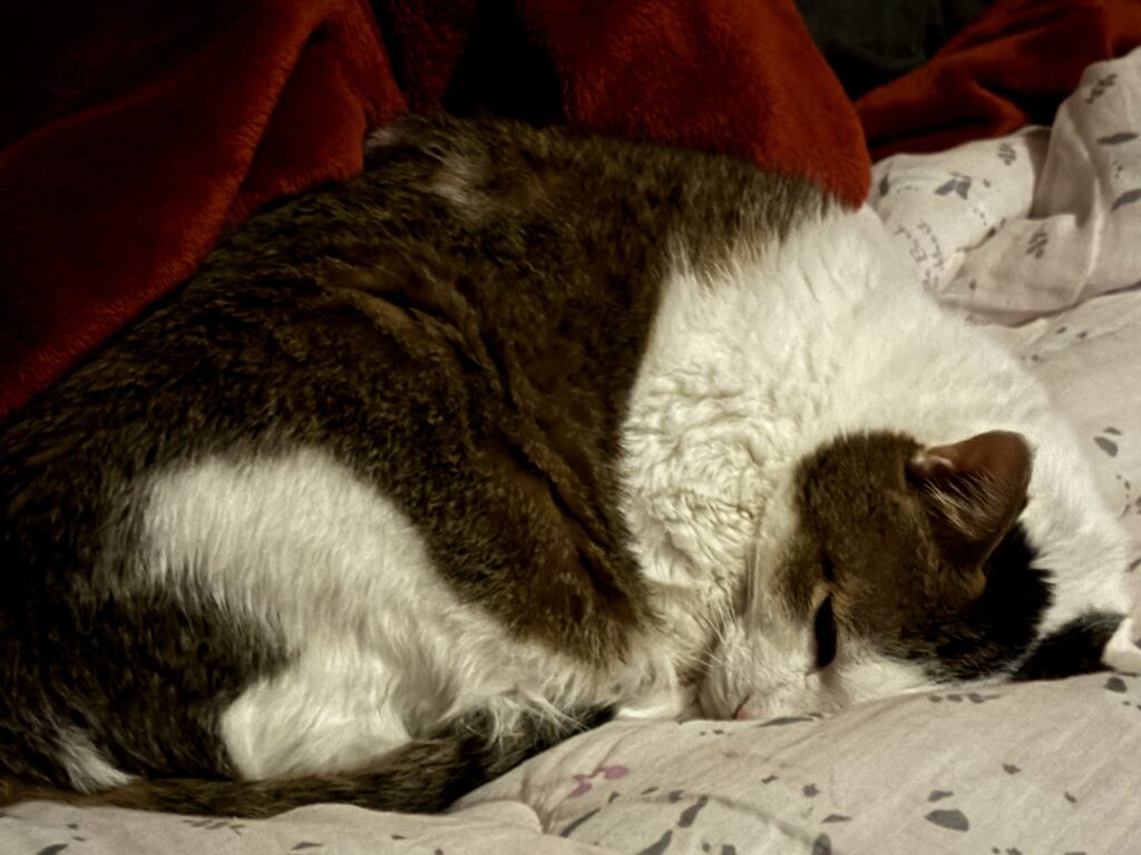 いつもの道をひとり行く