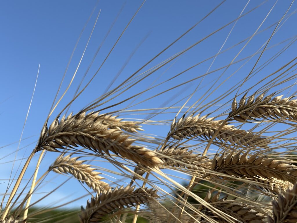 たまたま聞こえてきた音