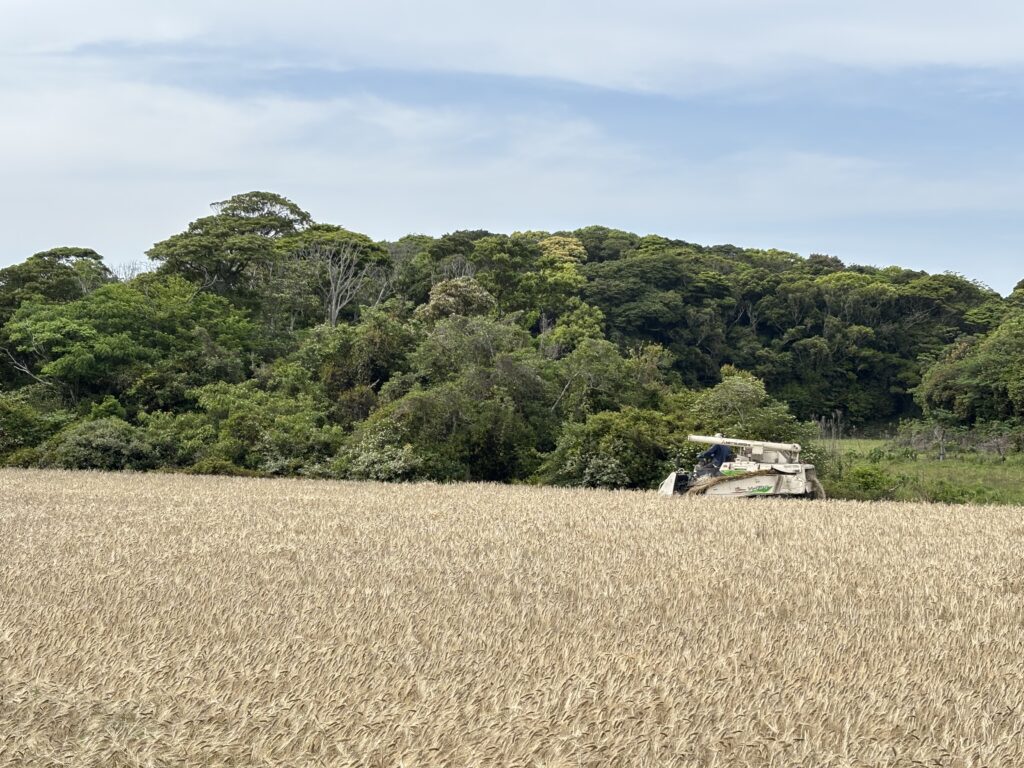 麦を刈るようにスッキリはせじ