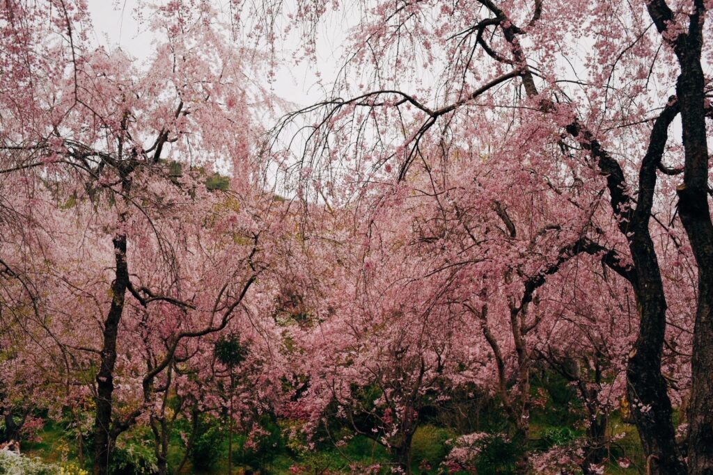 お弁当最終日の金曜日
