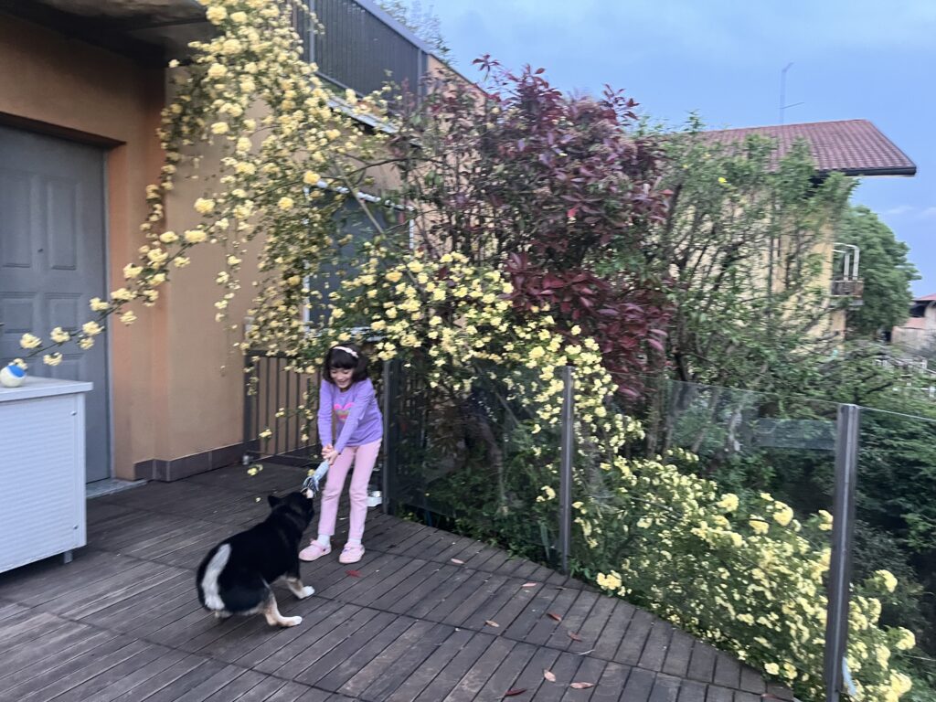 a tunnel of roses on the terrace