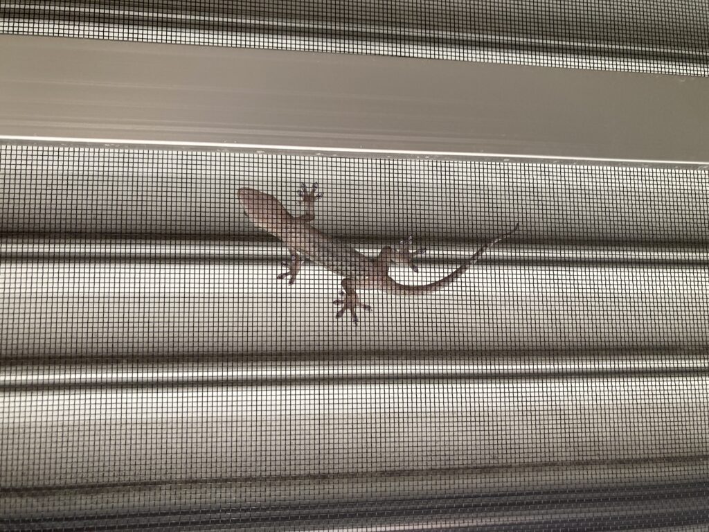 あなたのかぜはどこから？