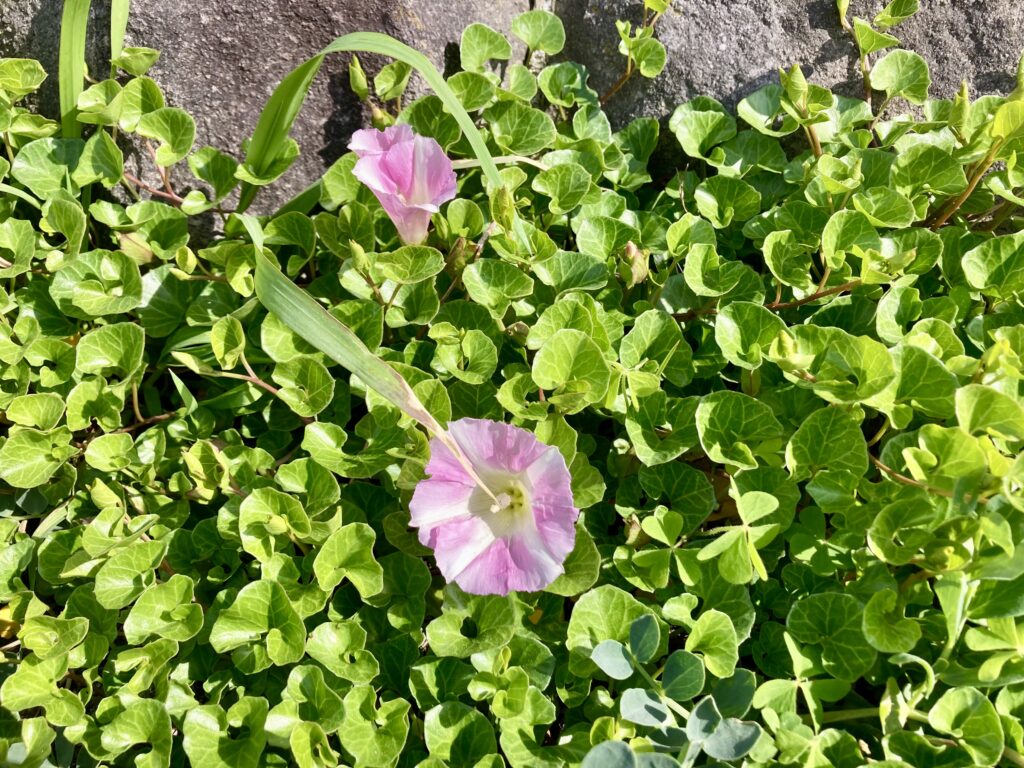 ハマヒルガオ