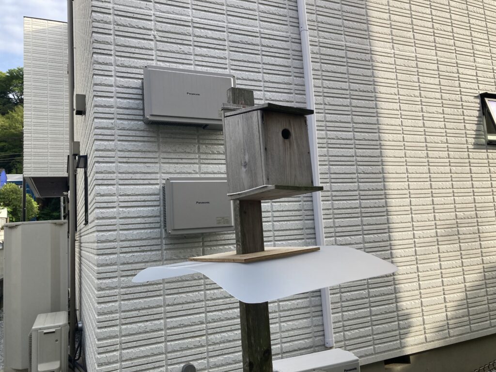 アオダイショウ出現！