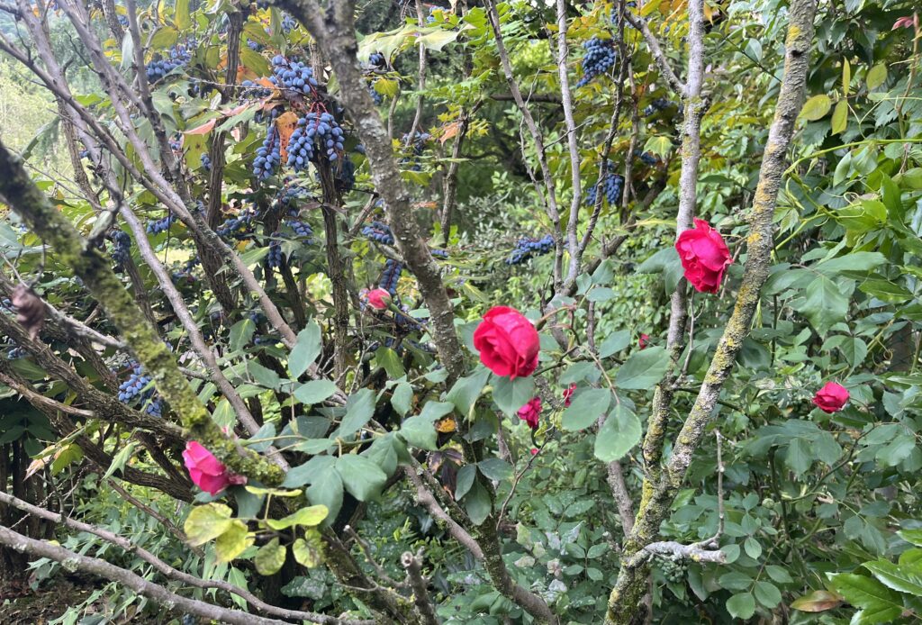 rosy days