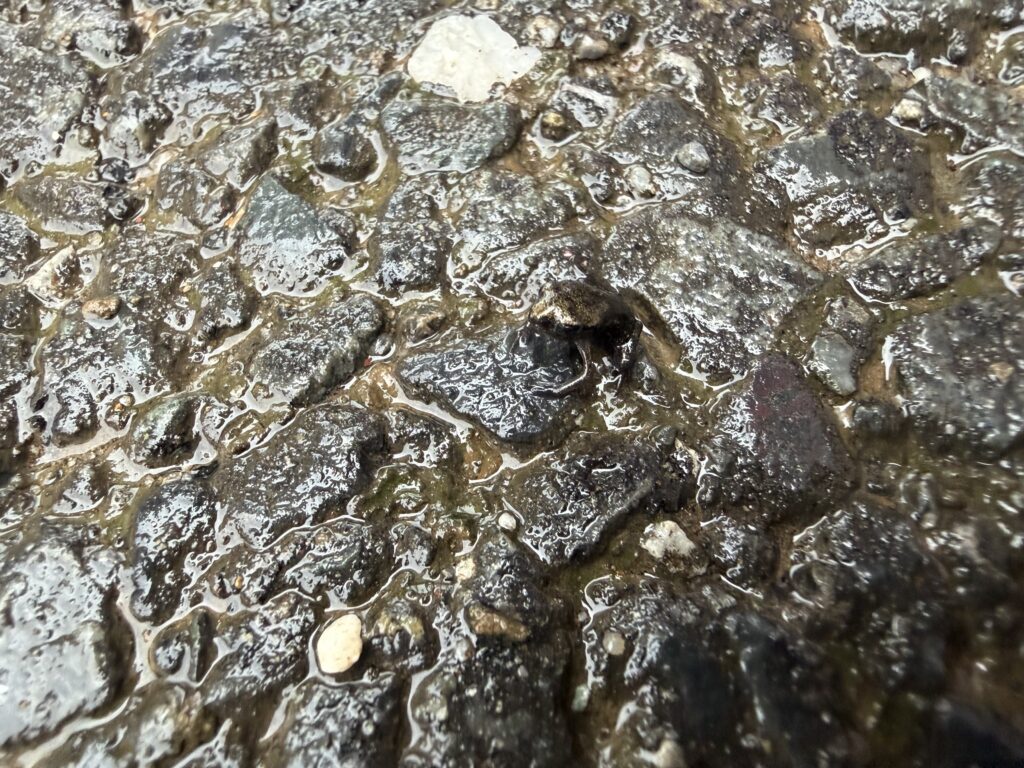 極小のカエルはどこに？