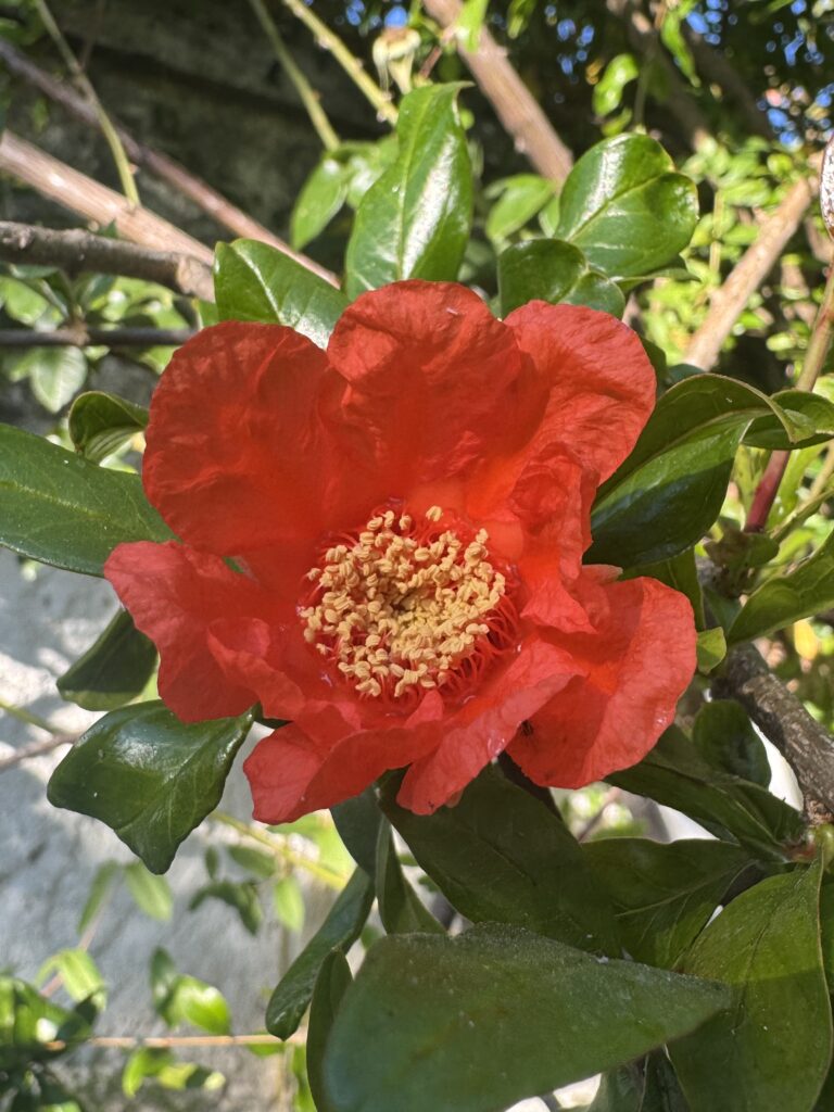 Flor de granado