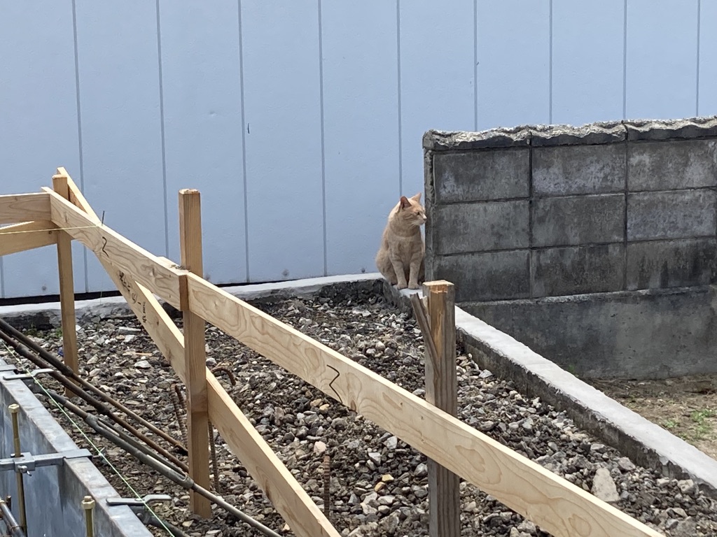 トマトかアボカドか